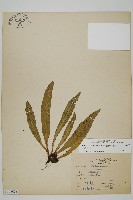 藏品(叢葉鐵角蕨)的圖片