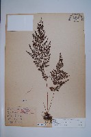 藏品(烏蕨)的圖片