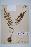 藏品(野毛蕨)的圖片