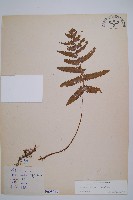 藏品(假蹄蓋蕨、東洋蹄蓋蕨)的圖片