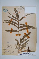 藏品(大線蕨)的圖片