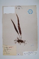 藏品(鱗瓦葦、長柄瓦葦)的圖片