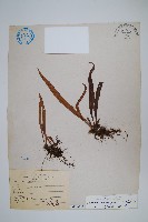 藏品(瓦葦)的圖片