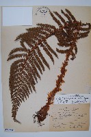 藏品(尖葉耳蕨)的圖片