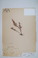 藏品(蒿蕨)的圖片