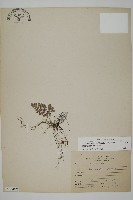 藏品(多鱗粉背蕨)的圖片