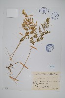 藏品(密葉卷柏)的圖片