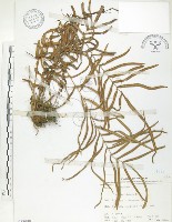 藏品(鱗蓋鳳尾蕨)的圖片