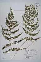 藏品(禾稈蹄蓋蕨)的圖片