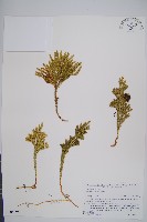 藏品(玉柏、玉柏石松)的圖片