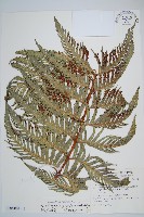 藏品(東方狗脊蕨)的圖片