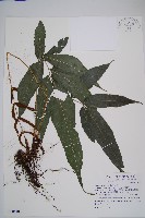 藏品(尾葉實蕨)的圖片