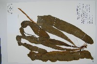 藏品(帶狀瓶爾小草)的圖片