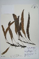 藏品(波氏星蕨)的圖片