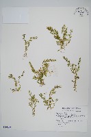 藏品(膜葉卷柏)的圖片