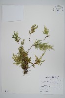 藏品(擬密葉卷柏)的圖片