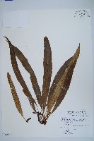 藏品(波氏星蕨)的圖片