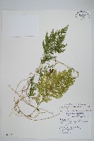 藏品(密葉卷柏)的圖片