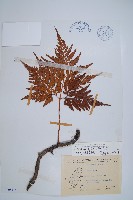 藏品(闊葉骨碎補)的圖片