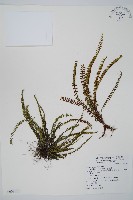 藏品(鐵角蕨)的圖片