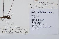 藏品(單邊鐵角蕨)的圖片