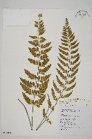 藏品(裂葉鐵角蕨)的圖片