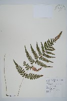 藏品(阿里山蹄蓋蕨)的圖片