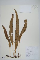 藏品(波氏星蕨)的圖片