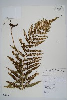 藏品(斜葉金星蕨)的圖片