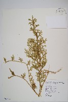 藏品(過山龍)的圖片