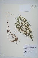 藏品(日本金粉蕨)的圖片