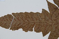 藏品(網脈雙蓋蕨)的圖片