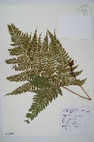 藏品(臺灣鱗毛蕨)的圖片