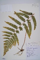 藏品(粗毛鱗蓋蕨)的圖片