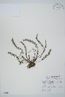 藏品(鐵角蕨)的圖片