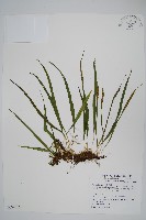 藏品(擬烏蘇里瓦葦)的圖片