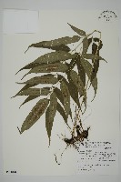 藏品(華鳳丫蕨)的圖片