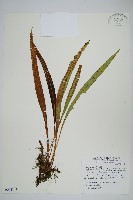 藏品(麟瓦葦、川上氏瓦葦)的圖片