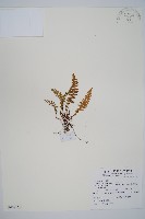 藏品(岩蕨)的圖片