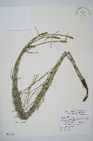 藏品(木賊)的圖片