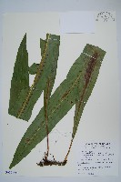 藏品(大星蕨)的圖片