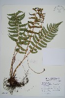 藏品(鞭葉耳蕨)的圖片