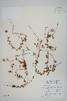 藏品(抱樹蕨、伏石蕨)的圖片