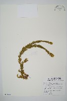 藏品(福氏石松)的圖片