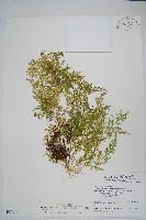 藏品(玉山卷柏)的圖片