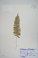 藏品(多足蕨)的圖片