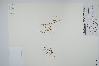 藏品(絲萍)的圖片