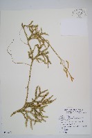 藏品(石松)的圖片