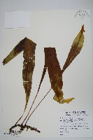 藏品(大星蕨)的圖片