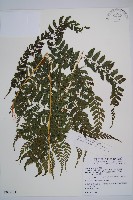 藏品(山蹄蓋蕨)的圖片